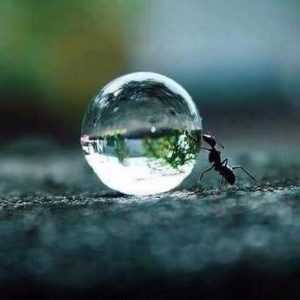 Ant pushing a water droplet