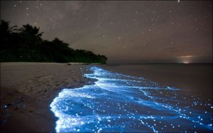 Blue surf caused by ostracod crustaceans (Maldive Island)