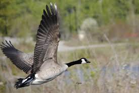 a Canadian Goose