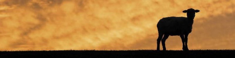 sheep silhouetted against evening cloud background