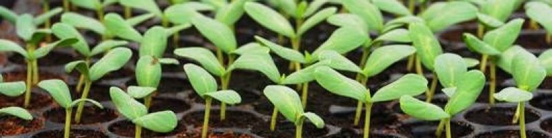 tray of sprouting seedings