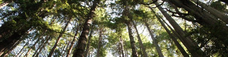 view of Red Wood Trees looking up into the canopy from the ground